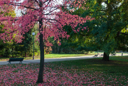 A colorful tree by the Champs-Élysées, Paris