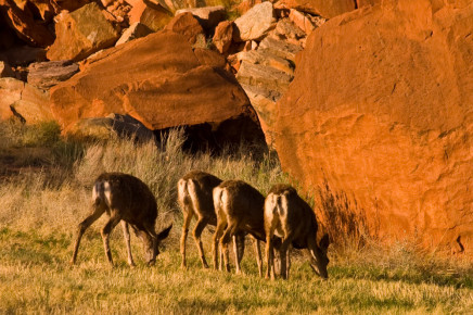 Capitol Reef National Park, Utah